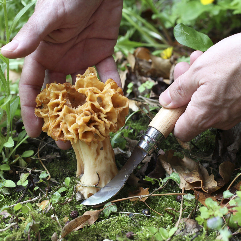 Opinel Oak Mushroom Knife with Brush